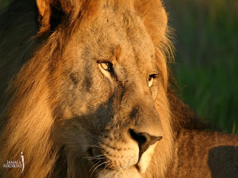 Jamala Madikwe Royal Safari Lodge Mochudi Esterno foto